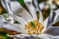 /album/fotogalerie-hdr/flower4-hdr-jpg/